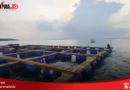 Proses Pemindahan Keramba Budidaya Lobster Balad Grup di Teluk Pulau Karanjang Sumenep Madura